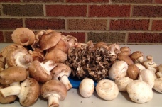 mushrooms2